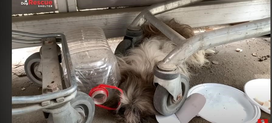 Read more about the article How 5 Days of Love Brought a Broken Dog Back to Life