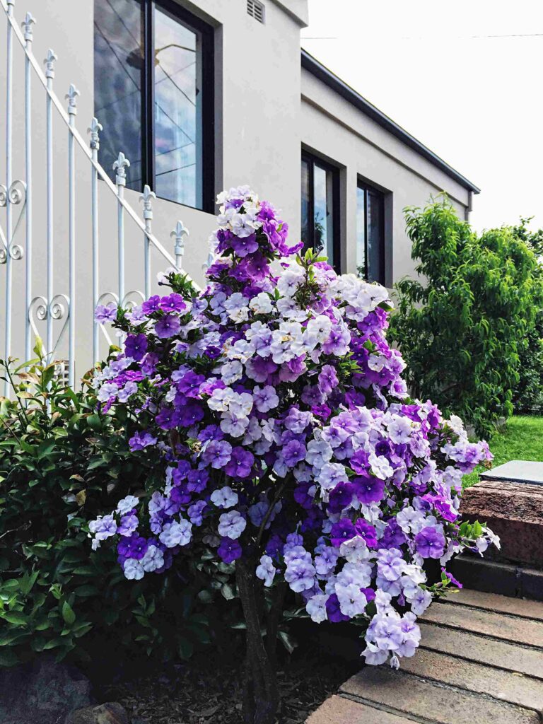 purple flowers blooming yard against house 11zon 1 purple flowers blooming yard against house 11zon 1