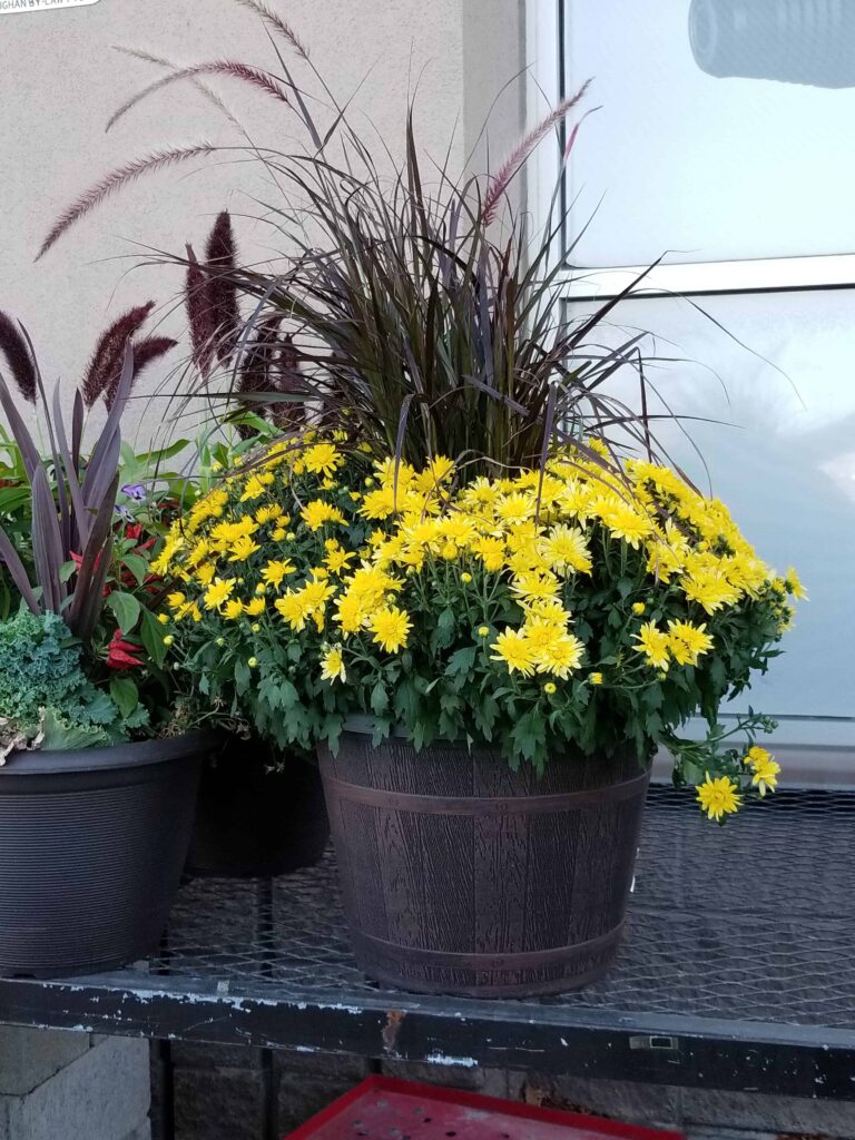 yellow flowers potted plant 1