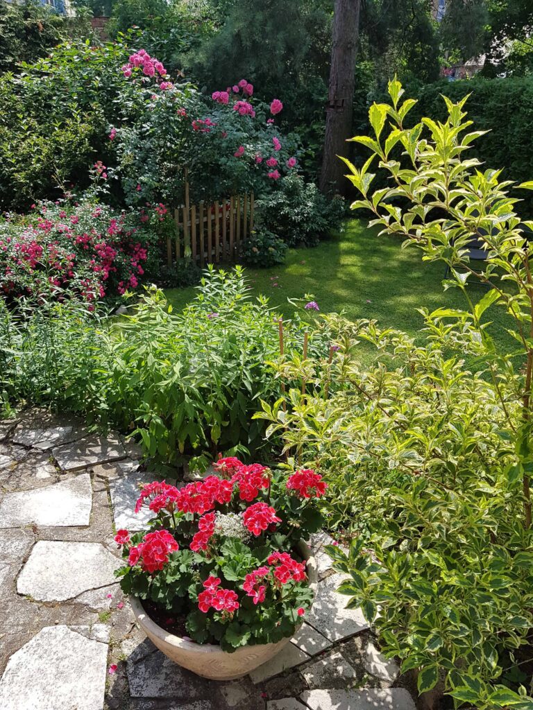 pink flowering plants garden 1 pink flowering plants garden 1