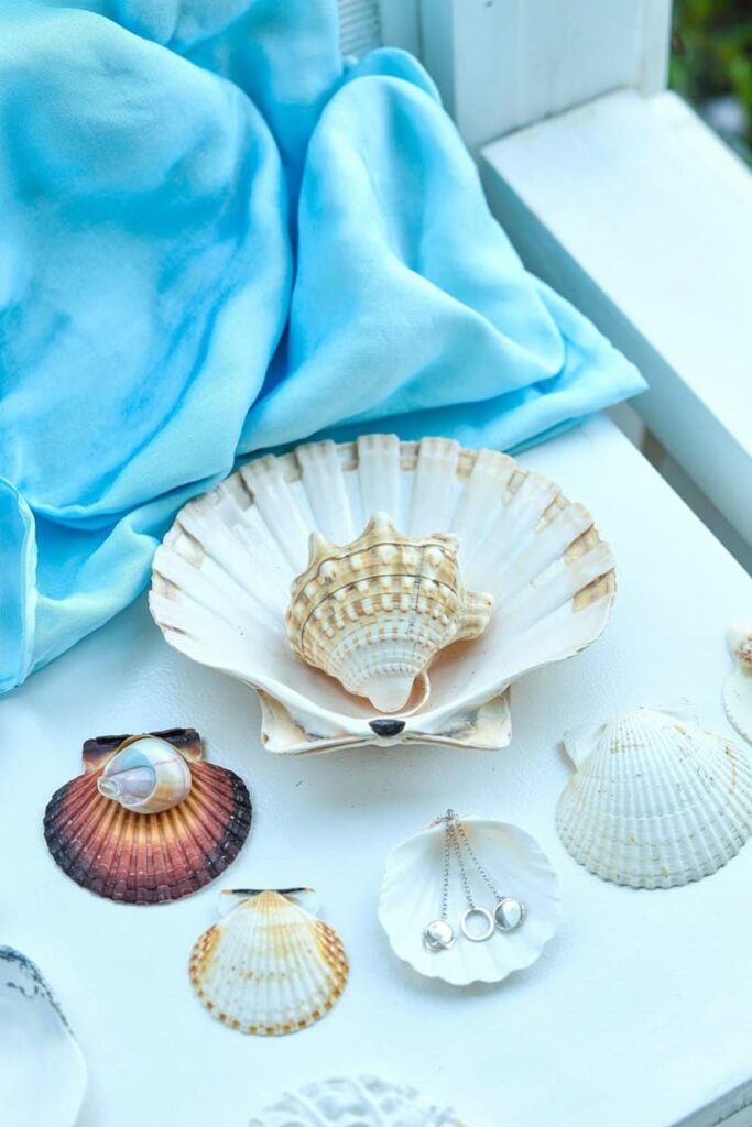 seashells display that large clam jewllery display